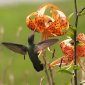 Seasons in a Southcoast Garden
